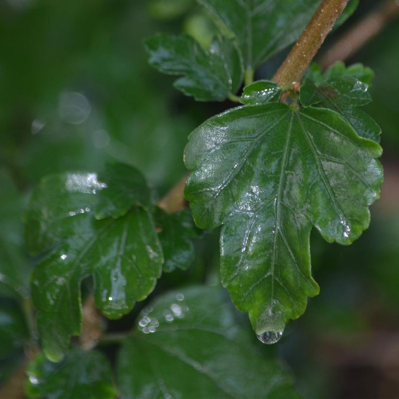 Garten-Hibiscus Eruption - Hibiscus syriacus (Foliage)