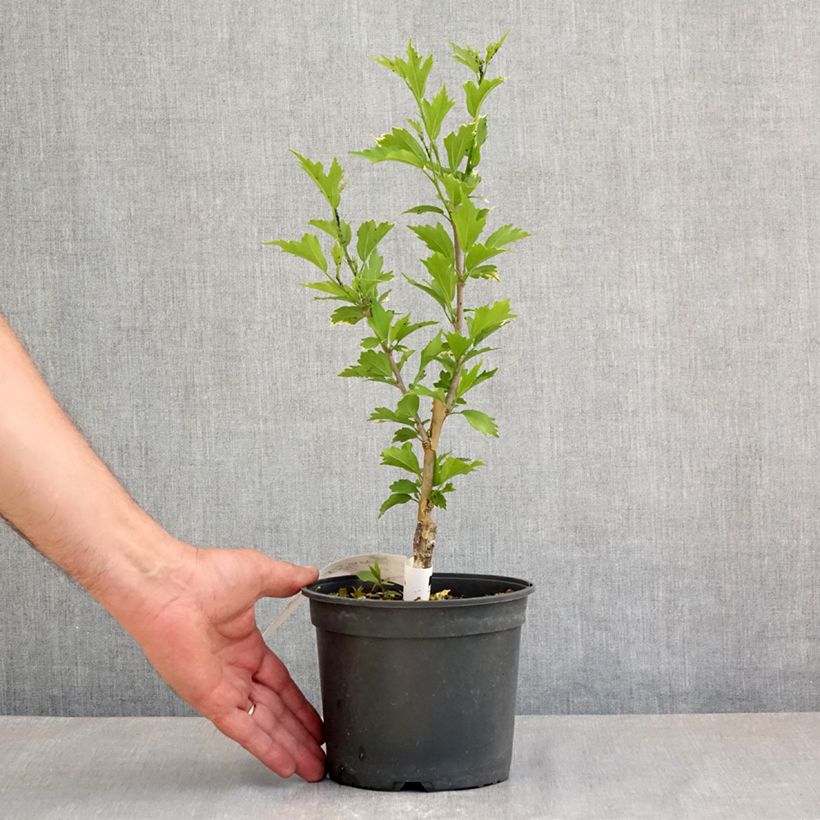 Example of Garten-Hibiscus Flower Tower Purple - Hibiscus syriacus Topf mit 1,5L/2L as you get in printemps