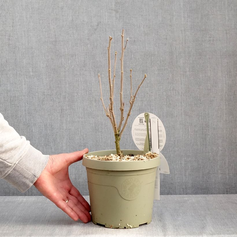 Example of Garten-Hibiscus Flower Tower Purple - Hibiscus syriacus Topf mit 3L/4L as you get in hiver