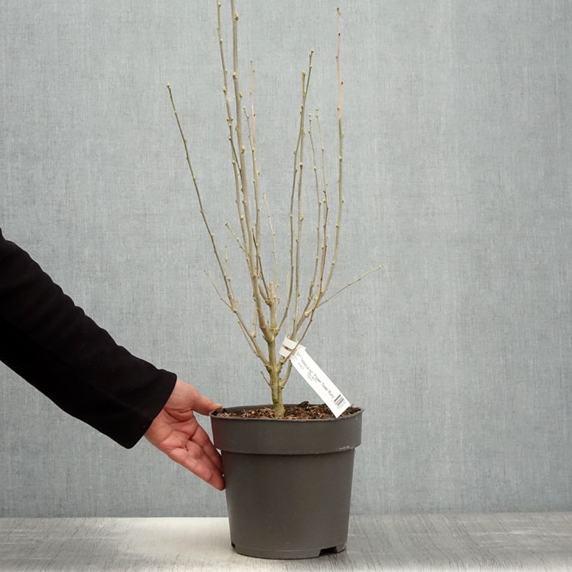 Exemplar von Garten-Hibiscus Flower Tower Ruby - Hibiscus syriacus Topf mit 2L/3L wie im Frühjahr geliefert