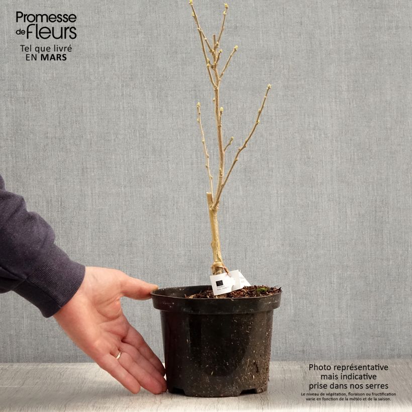 Example of Garten-Hibiscus Flower Tower White - Hibiscus syriacus Topf mit 1,5L/2L as you get in printemps