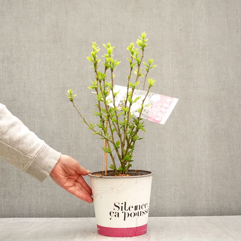 Exemplar von Garten-Hibiscus French Cabaret Pink - Hibiscus syriacus  Topf mit 4L/5L wie im Frühjahr geliefert