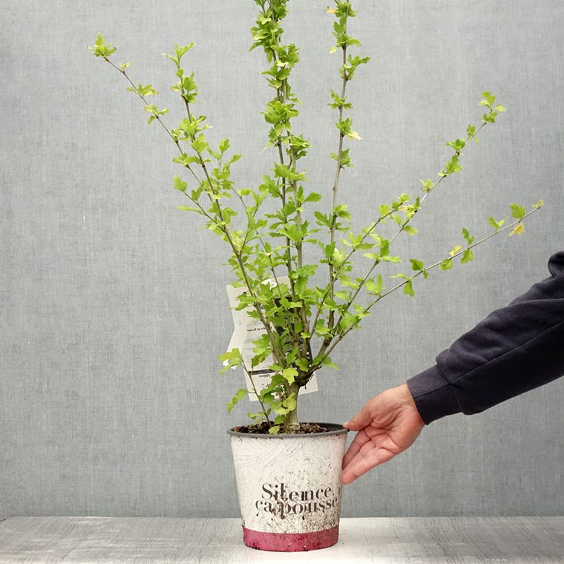 Exemplar von Garten-Hibiscus French point - Hibiscus syriacus Topf mit 4L/5L wie im Sommer geliefert