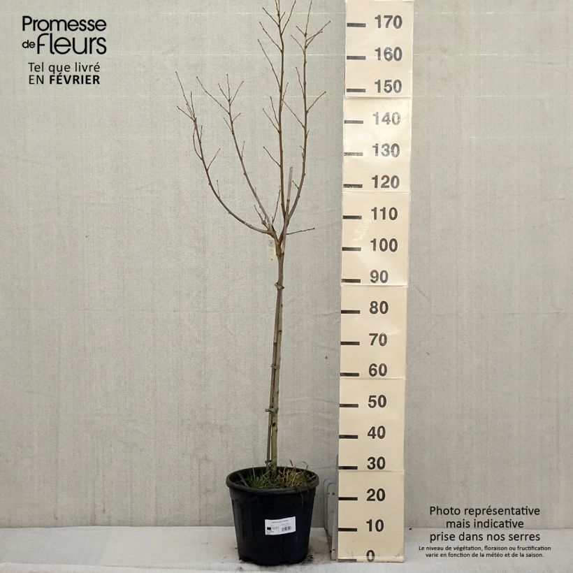 Exemplar von Garten-Hibiscus Hamabo - Hibiscus syriacus Topf mit 7,5L/10L, Halbstamm wie im Winter geliefert