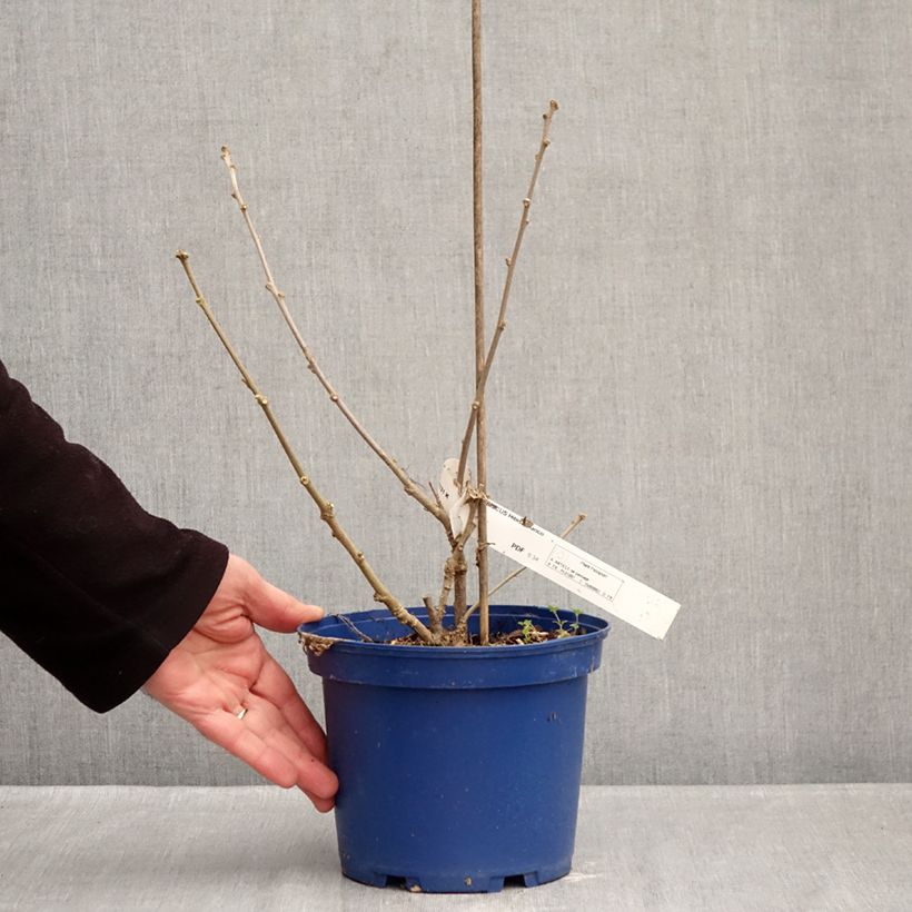 Example of Garten-Hibiscus Hibisa Blanco - Hibiscus syriacus Topf mit 3L/4L as you get in hiver