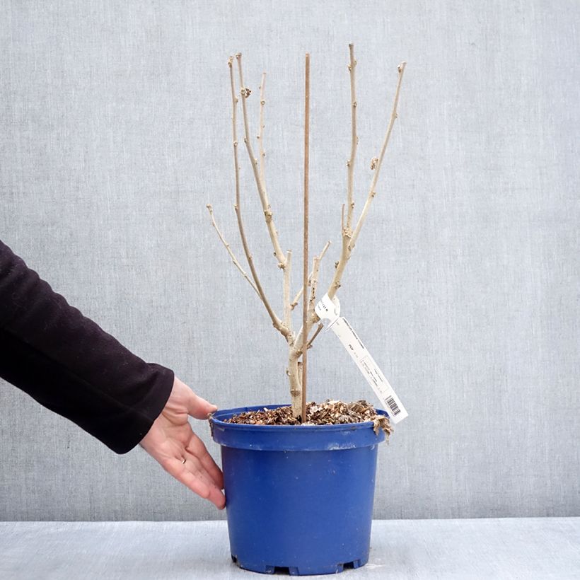 Example of Garten-Hibiscus Hibisa Rosada - Hibiscus syriacus Topf mit 3L/4L as you get in hiver