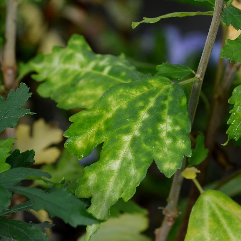 Garten-Hibiscus Marina - Hibiscus syriacus (Foliage)
