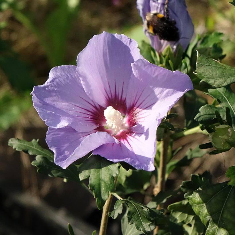 Garten-Hibiscus Marina - Hibiscus syriacus (Flowering)
