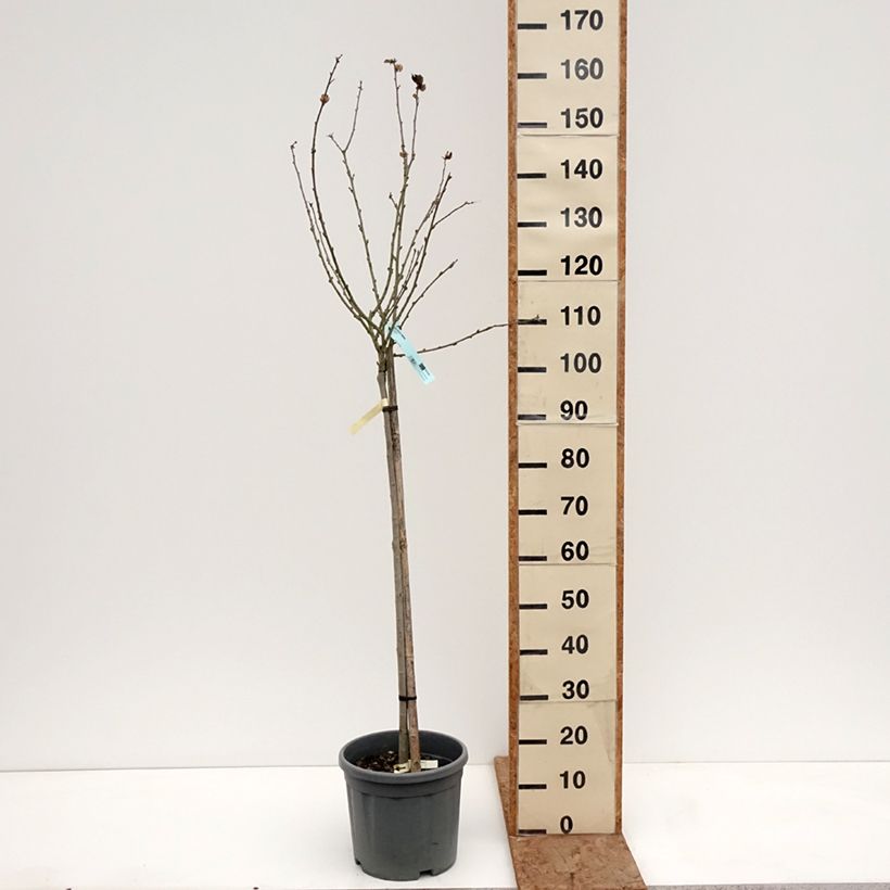 Example of Garten-Hibiscus Marina - Hibiscus syriacus Topf mit 7,5L/10L, Halbstamm as you get in hiver