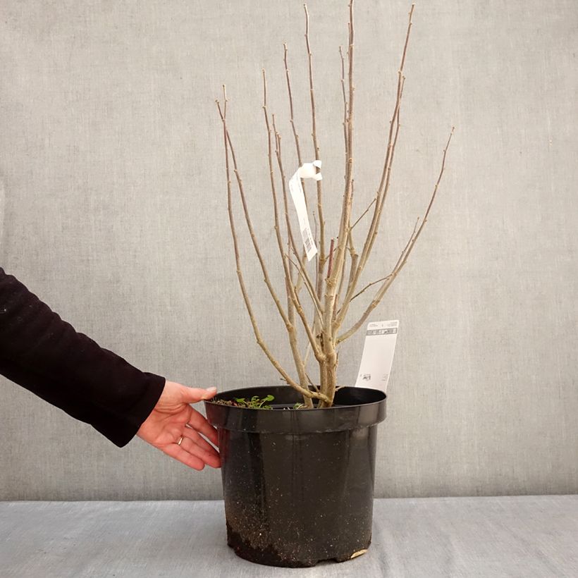 Exemplar von Garten-Hibiscus Purple Ruffles - Hibiscus syriacus Topf mit 7,5L/10L wie im Winter geliefert