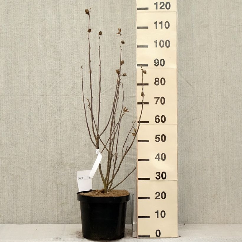 Example of Garten-Hibiscus Shintaeyang - Hibiscus syriacus Topf mit 7,5L/10L as you get in printemps