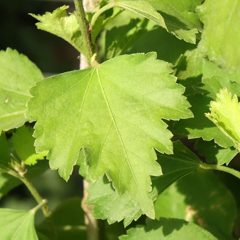 Garten-Hibiscus Shintaeyang - Hibiscus syriacus (Foliage)