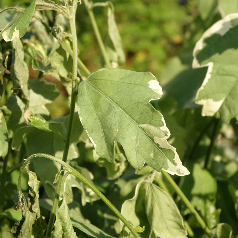Garten-Hibiscus Sugar Tip - Hibiscus syriacus (Laub)