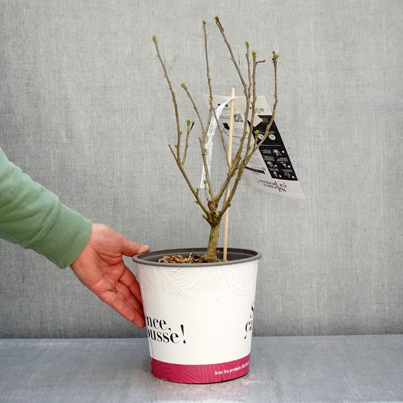 Exemplar von Hibiscus syriacus Sup'Blue - Althéa bleu Topf mit 4L/5L wie im Winter geliefert