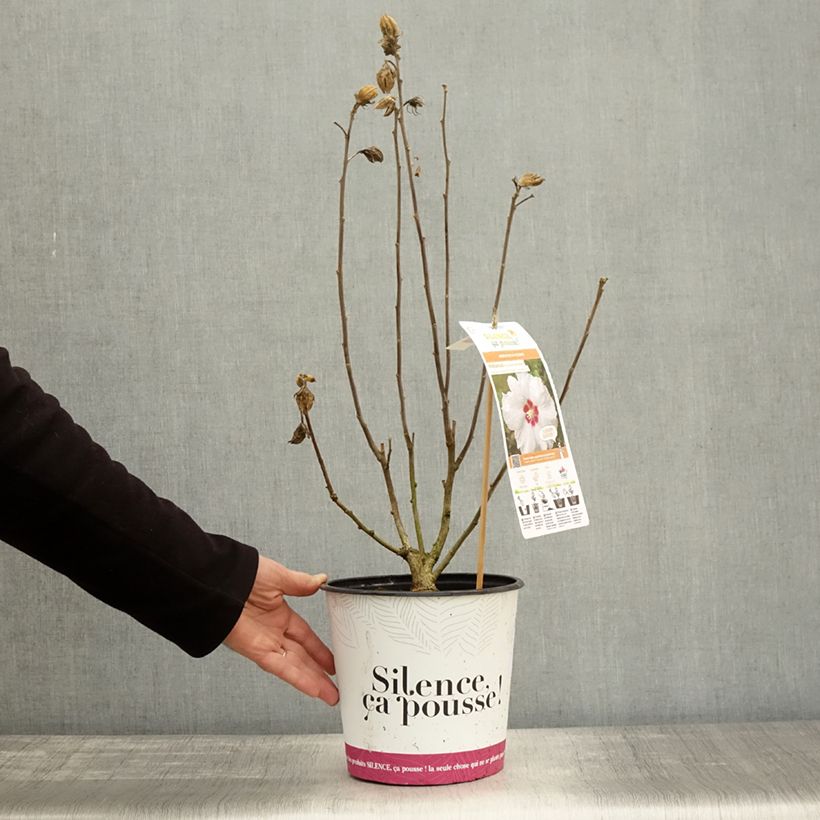 Exemplar von Garten-Hibiscus Sup'Heart - Hibiscus syriacus Topf mit 3L/4L wie im Herbst geliefert