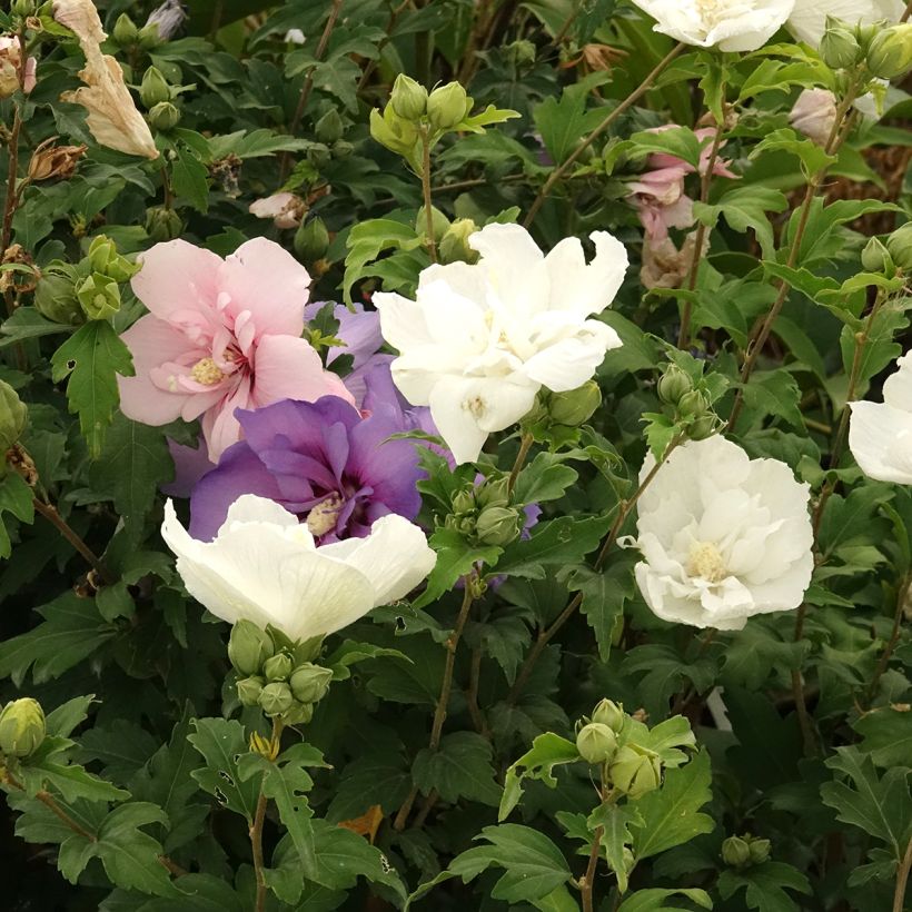Garten-Hibiscus Three Sisters Mix - Hibiscus syriacus (Blüte)