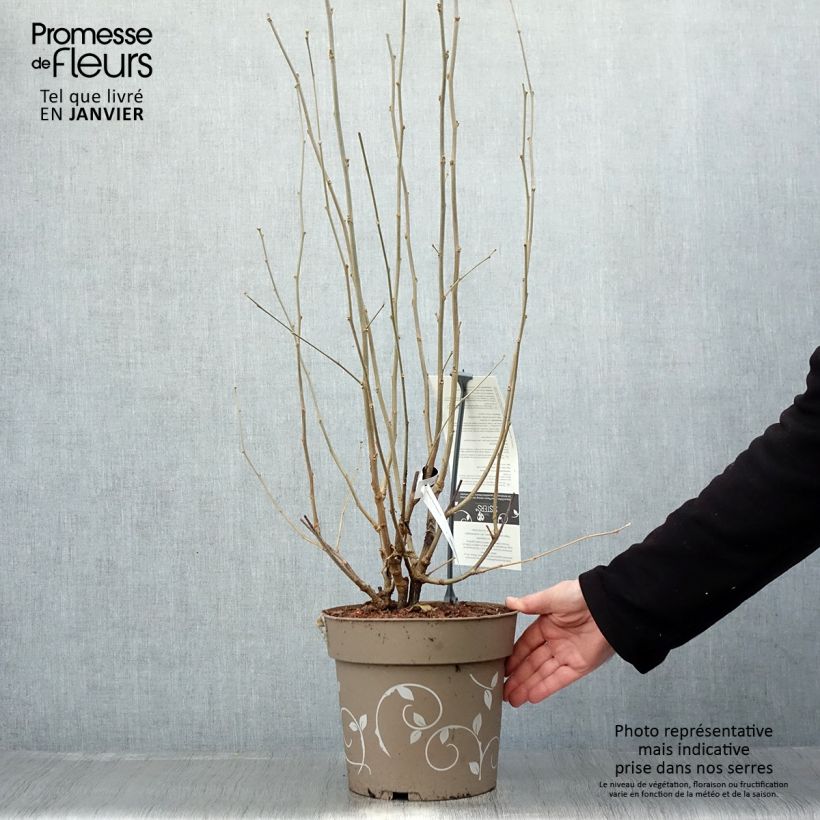 Exemplar von Hibiscus syriacus Three Sisters - Althéa  Pot de 6L/7L wie im Winter geliefert