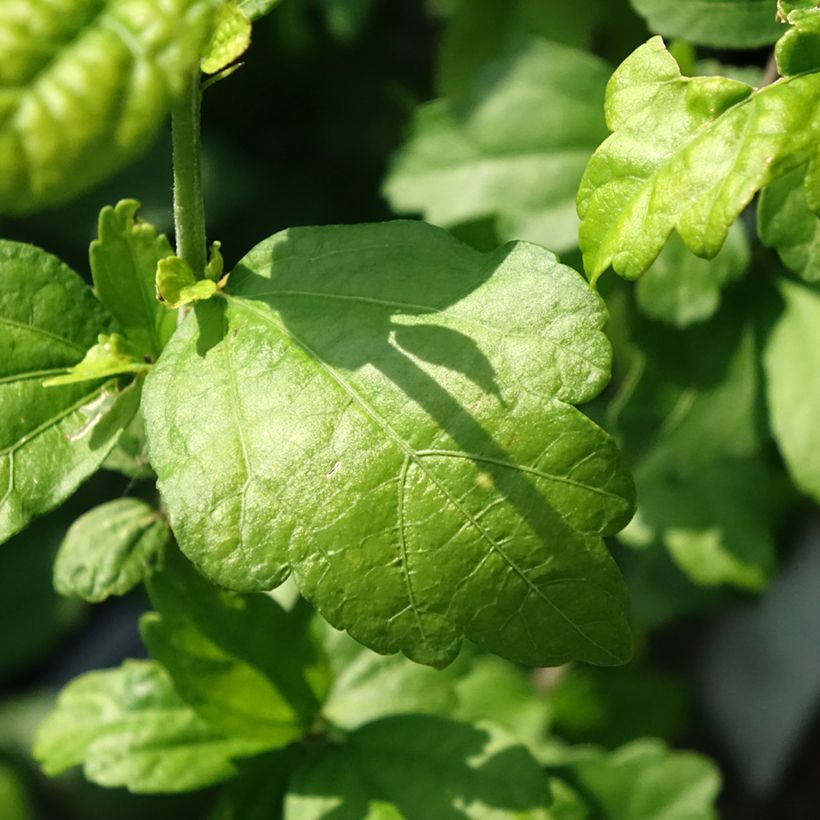 Garten-Hibiscus Ultramarine - Hibiscus syriacus (Foliage)