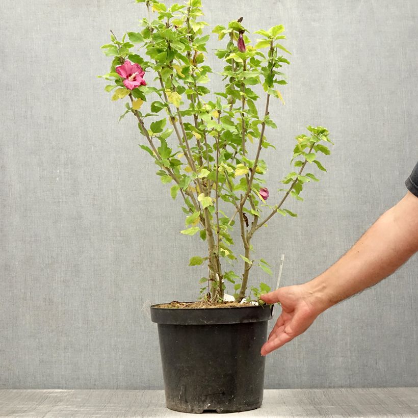 Exemplar von Garten-Hibiscus Woodbridge - Hibiscus syriacus Topf mit 6L/7L wie im Sommer geliefert