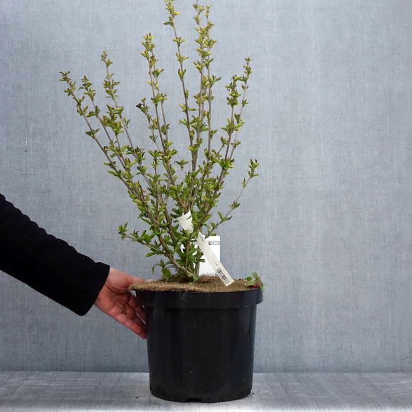 Example of Garten-Hibiscus Woodbridge - Hibiscus syriacus Topf mit 6L/7L as you get in printemps