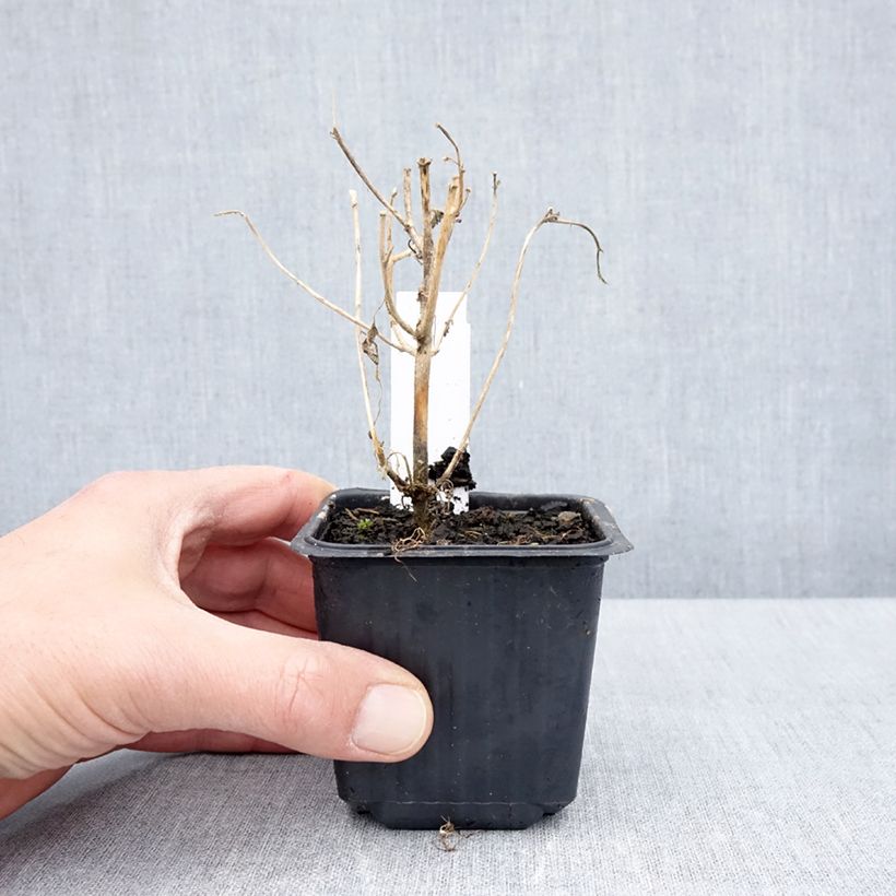 Example of Hibiscus trionum - Stundenblume Kleine Töpfe von 8/9 cm as you get in printemps