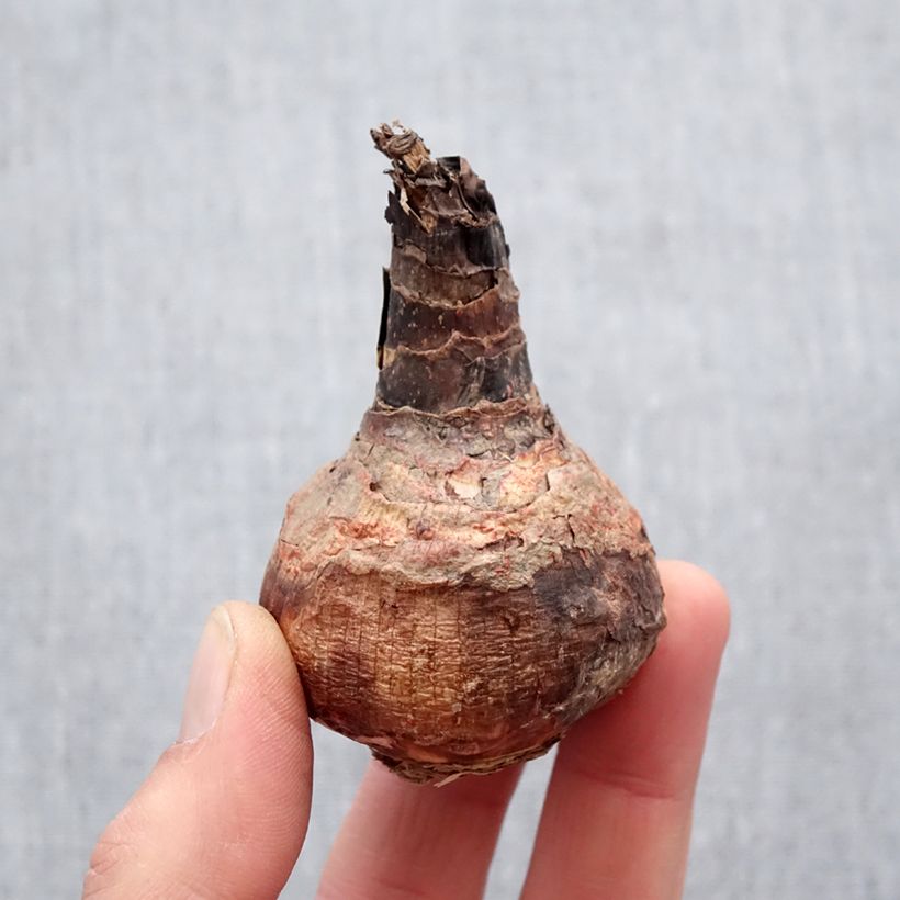 Exemplar von Hippeastrelia Durga Pradhan Zwiebel Kaliber/Größe 12+ wie im Frühjahr geliefert