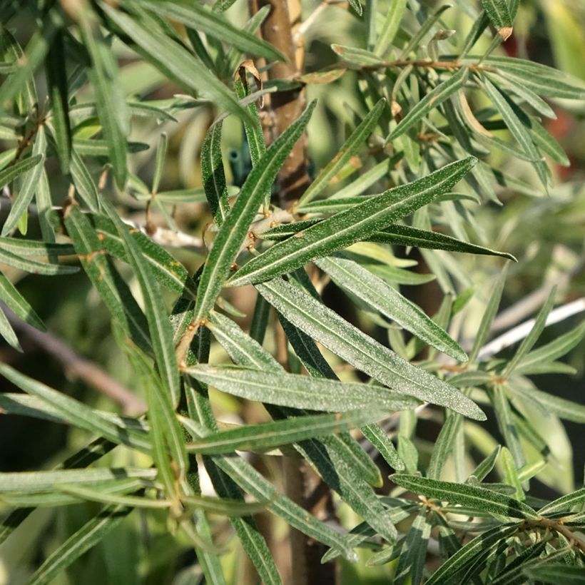 Sanddorn Frugana - Hippophae rhamnoides (Laub)