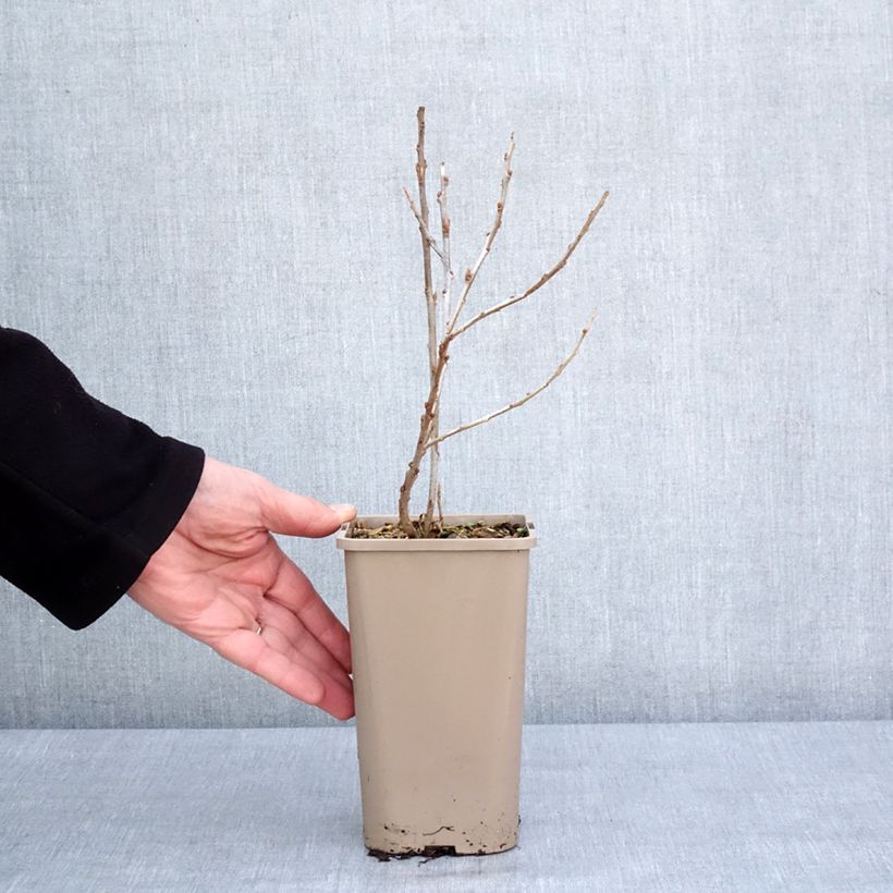 Exemplar von Hippophae rhamnoides Garden's Gift - Argousier femelle Pot de 1,5L/2L, Touffe wie im Winter geliefert