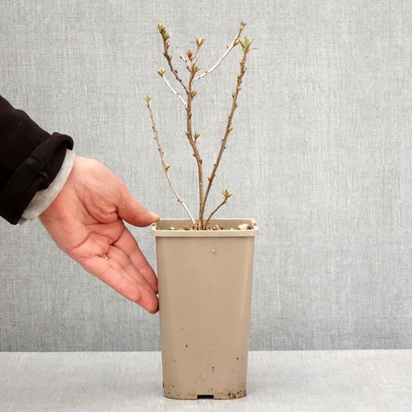 Example of Sanddorn Garden's Gift - Hippophae rhamnoides Topf mit 1,5L/2L, Strauch/Busch, mehrstämmig as you get in printemps