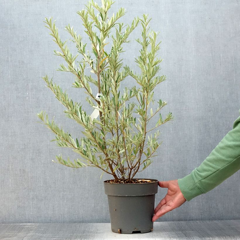 Exemplar von Sanddorn Orange Energy 'Hagebo' - Hippophae rhamnoides Topf mit 3L/4L wie im Sommer geliefert