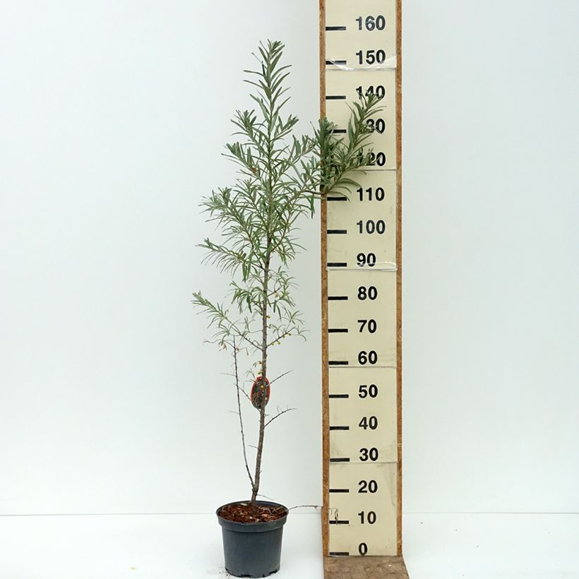 Exemplar von Sanddorn Sirola - Hippophae rhamnoides Topf mit 4L/5L, Strauch/Busch, mehrstämmig wie im Sommer geliefert