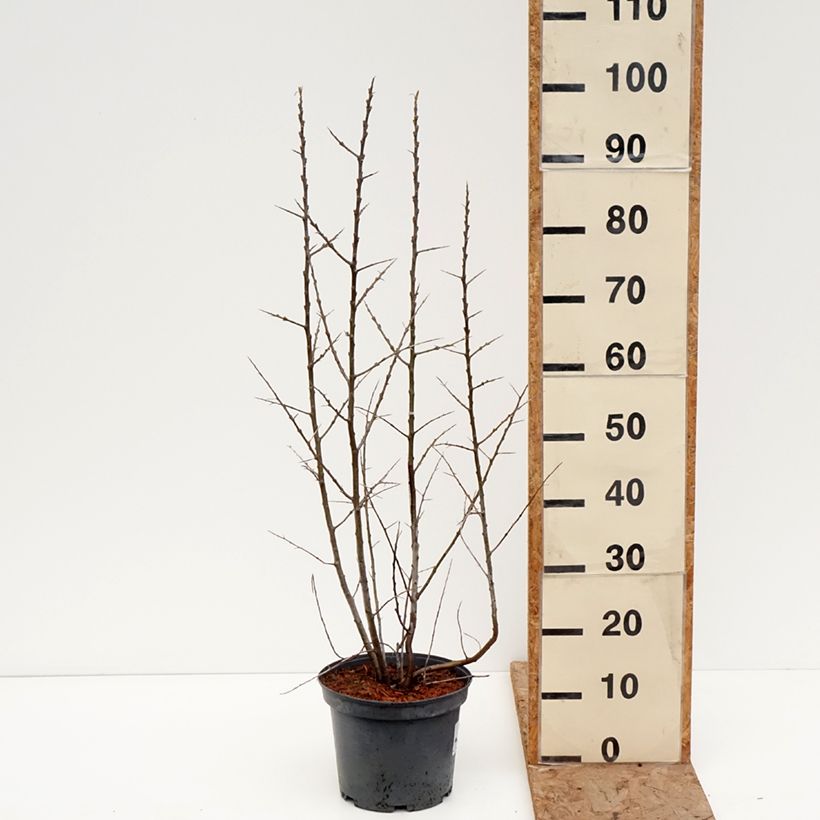 Example of Sanddorn Sirola - Hippophae rhamnoides Topf mit 4L/5L, Strauch/Busch, mehrstämmig as you get in hiver