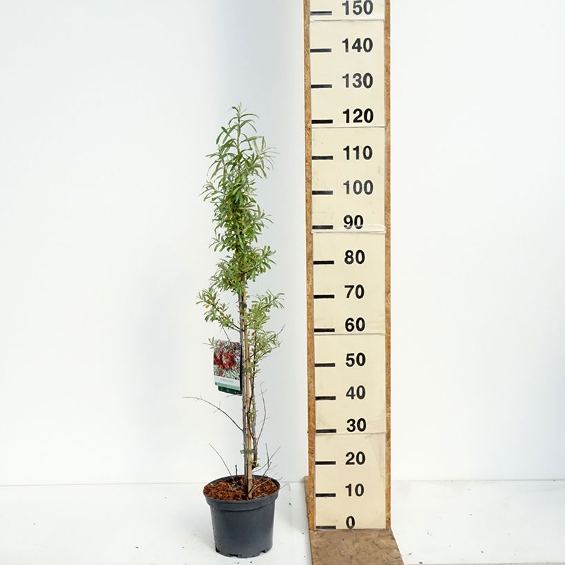 Exemplar von Sanddorn Sirola - Hippophae rhamnoides Topf mit 4L/5L, Strauch/Busch, mehrstämmig wie im Frühjahr geliefert