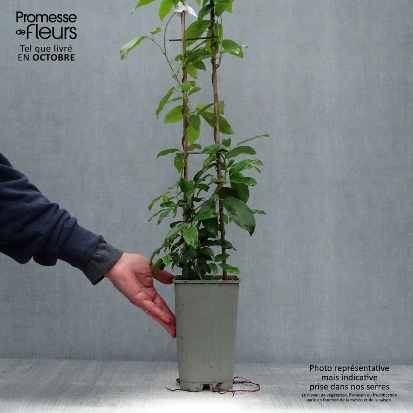 Exemplar von Holboellia coriacea Topf mit 2L/3L wie im Herbst geliefert