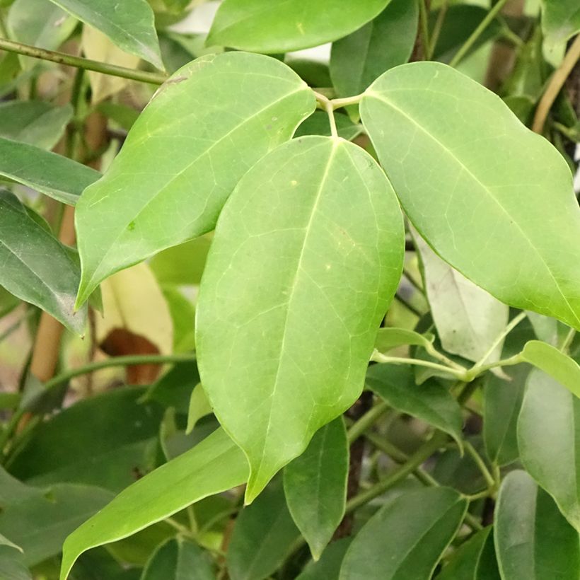 Holboellia coriacea (Laub)