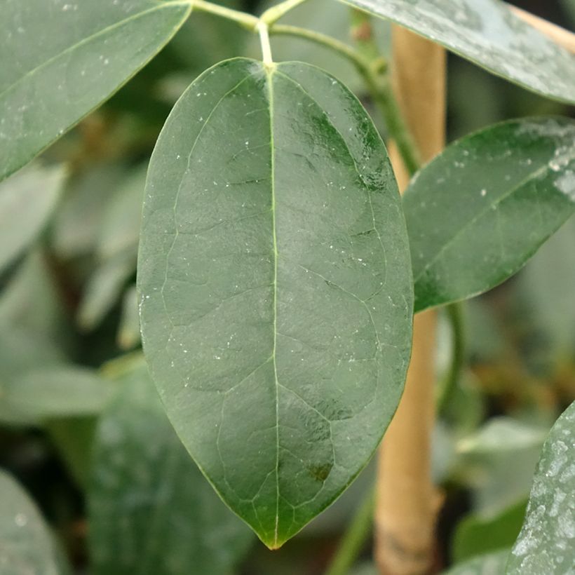 Holboellia traversii - Holboellie (Laub)