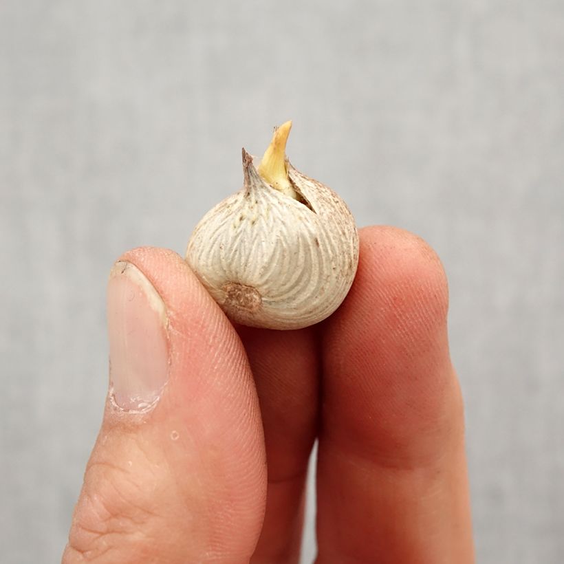 Exemplar von Homeria flaccida - Homerie Zwiebel Kaliber/Größe 5+ wie im Frühjahr geliefert