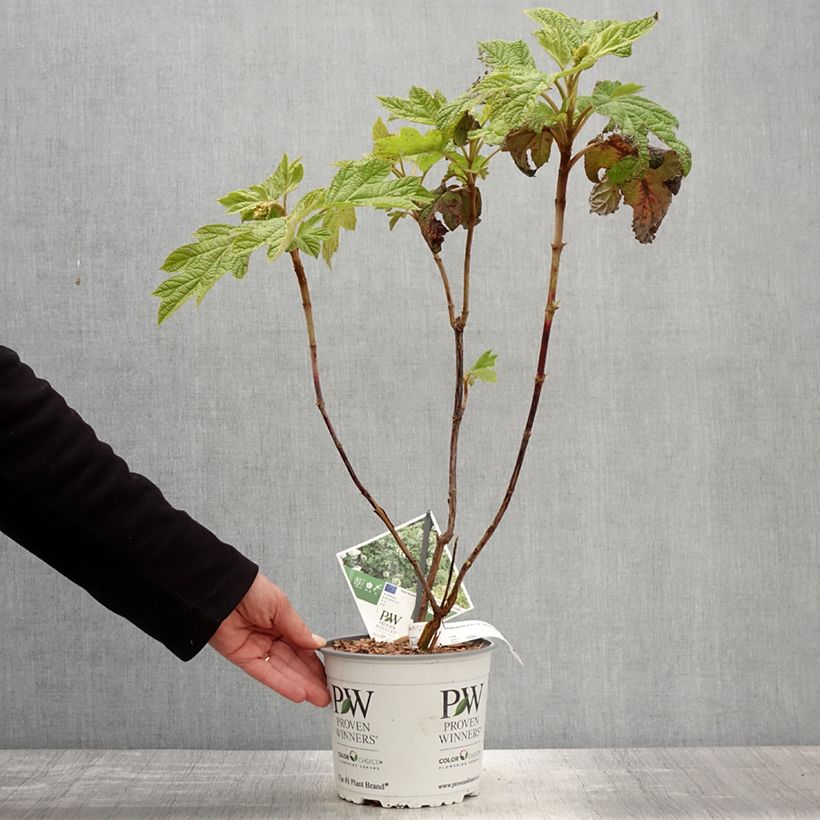 Example of Eichenblatt-Hortensie - Hydrangea quercifolia Gatsby Star as you get in printemps