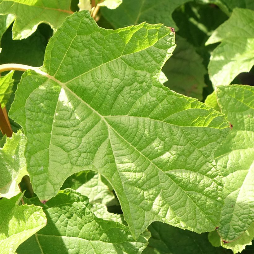 Eichenblatt-Hortensie Gatsby Star - Hydrangea quercifolia (Foliage)
