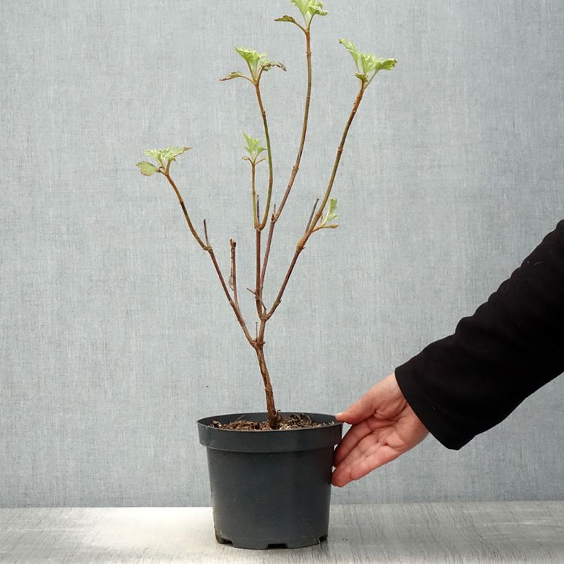 Example of Eichenblatt-Hortensie Sike's Dwarf - Hydrangea quercifolia Topf mit 2L/3L as you get in printemps