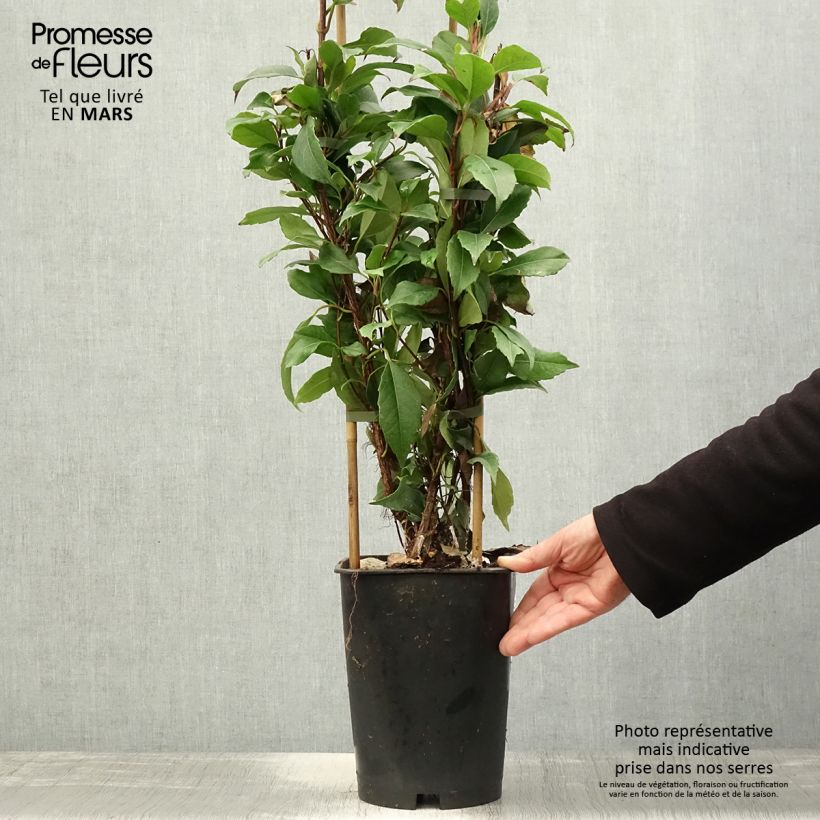 Example of Hydrangea seemanii Topf mit 6L/7L as you get in printemps