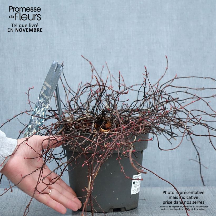 Exemplar von Hortensia grimpant - Hydrangea petiolaris Cordifolia Pot de 3L/4L wie im Herbst geliefert