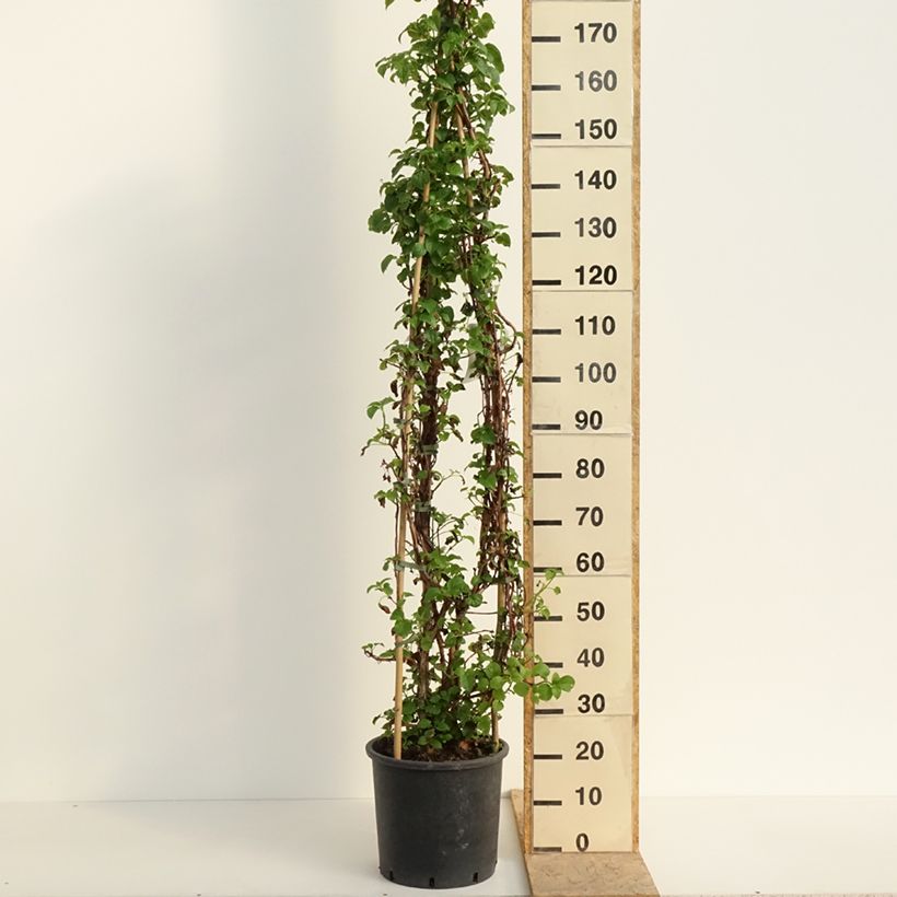 Exemplar von Hydrangea anomala ssp. petiolaris - Kletter-Hortensie Topf mit 12L/15L wie im Frühjahr geliefert