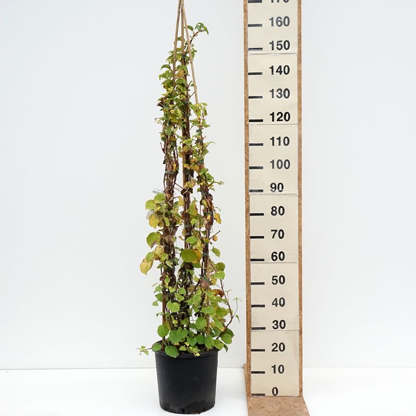 Exemplar von Hydrangea anomala ssp. petiolaris - Kletter-Hortensie Topf mit 12L/15L wie im Herbst geliefert