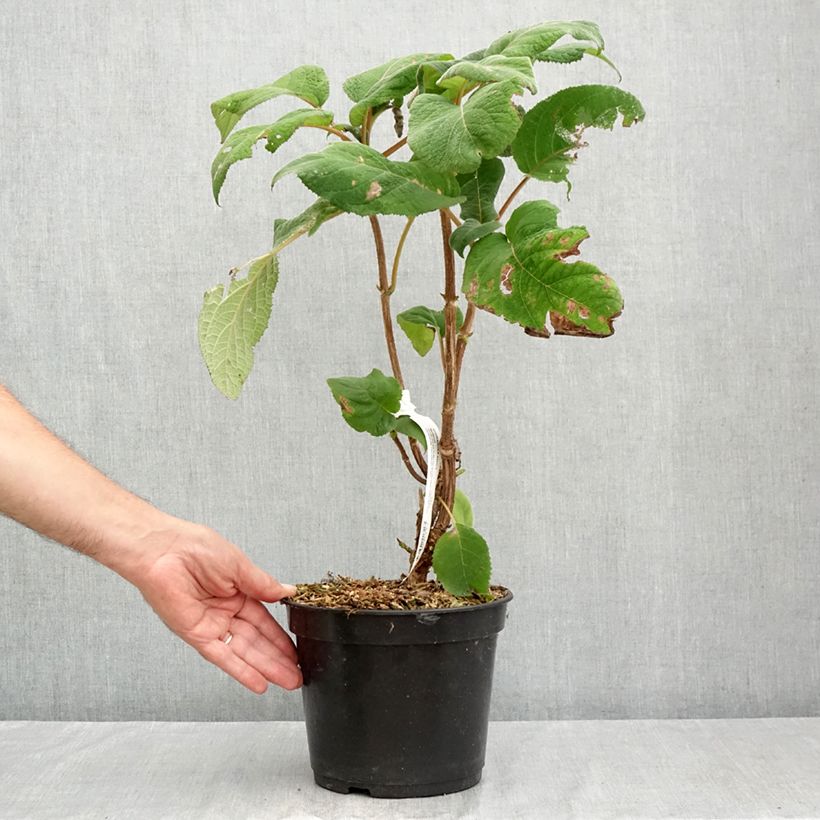 Exemplar von Hydrangea aspera Bellevue - Samthortensie Topf mit 4L/5L wie im Sommer geliefert