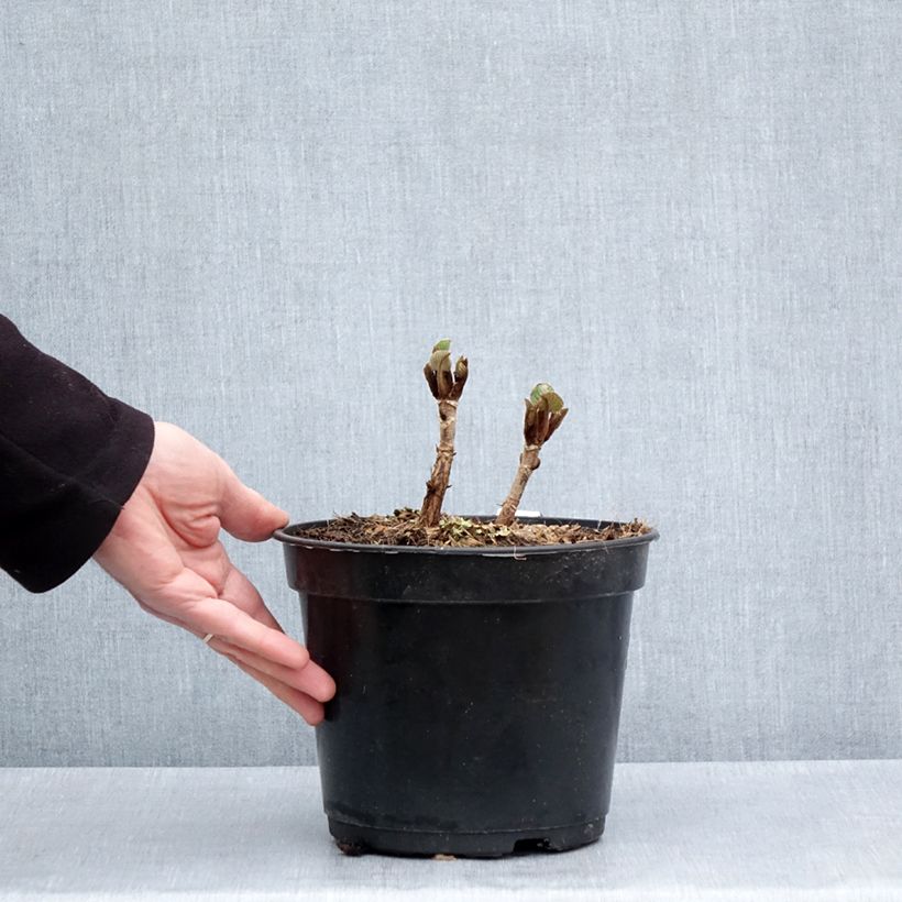 Exemplar von Hydrangea aspera Bellevue - Samthortensie Topf mit 4L/5L wie im Frühjahr geliefert