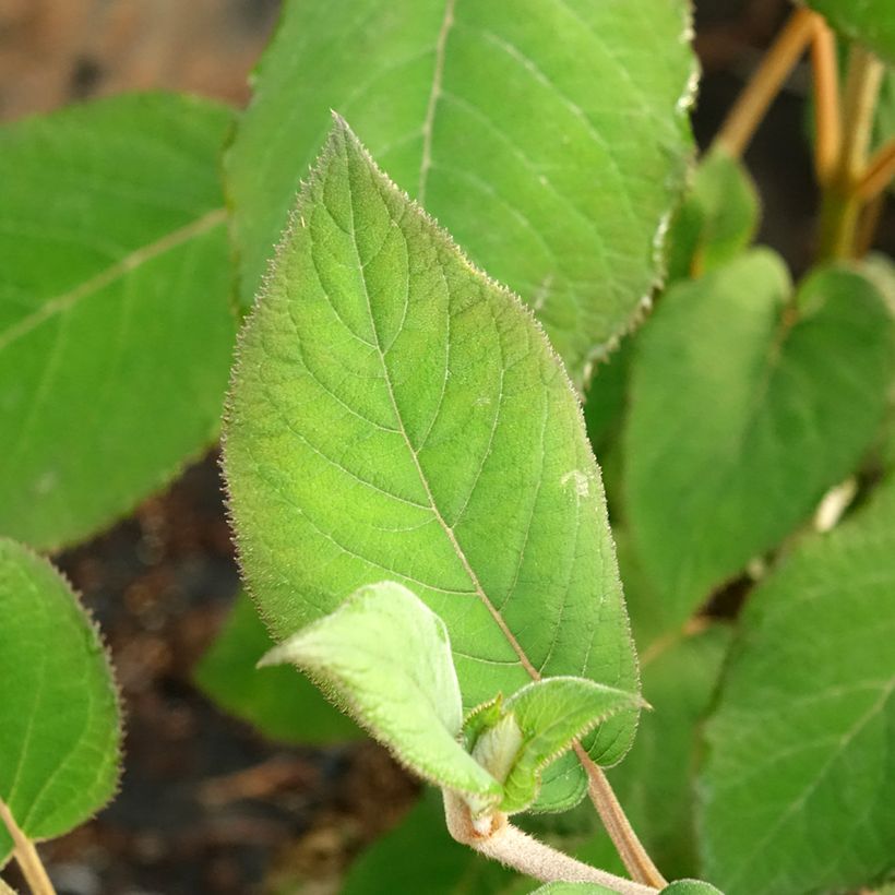 Hydrangea aspera Bellevue - Samthortensie (Laub)