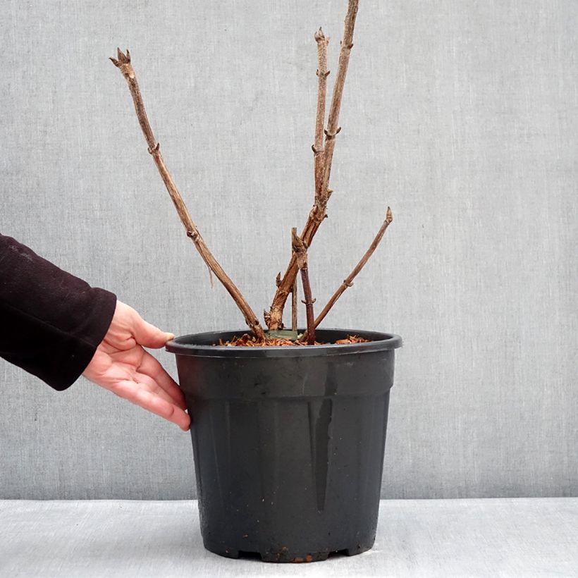 Exemplar von Hydrangea aspera Kawakami - Samthortensie Topf mit 7,5L/10L wie im Winter geliefert