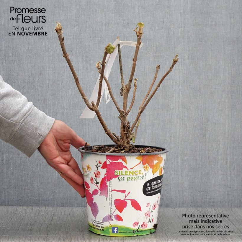 Exemplar von Hydrangea aspera subsp.sargentiana - Samthortensie Topf mit 3L/4L wie im Herbst geliefert