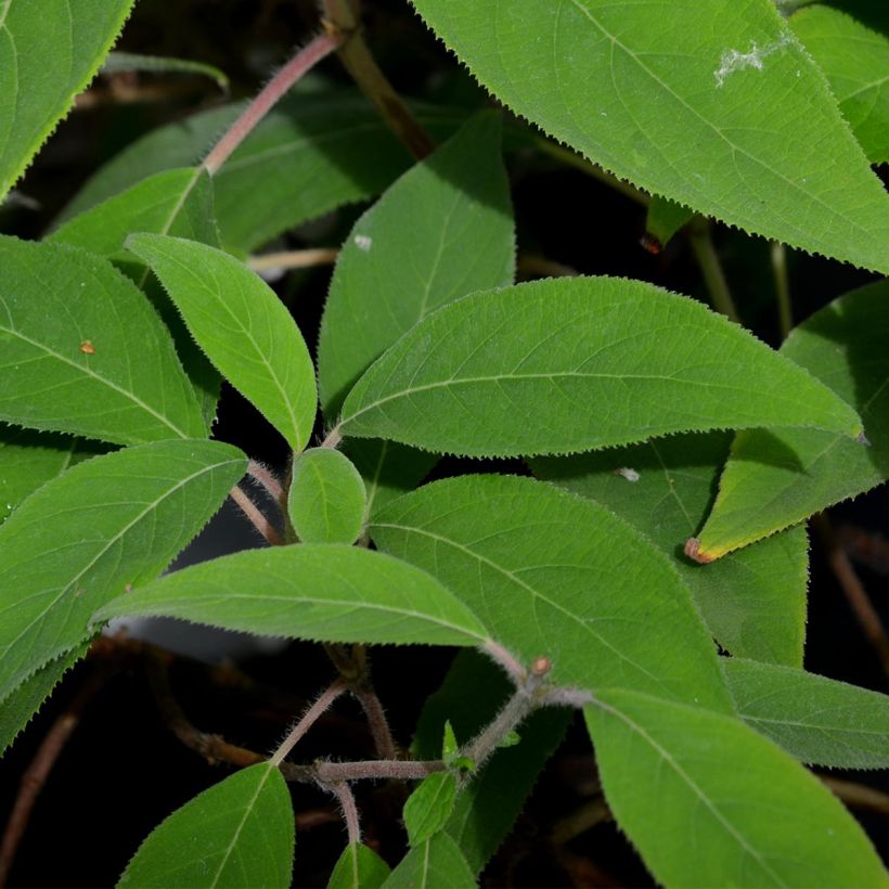 Hydrangea aspera Villosa - Samthortensie (Foliage)